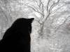 Katze 12