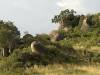 Serengeti Tansania Afrika reiselustig