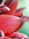 Tulpe bliumig 08