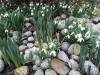Schneeglöckchen Frühling 09