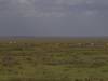 Serengeti NP Afrika Tansania