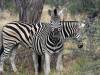 Zebra Moremi Nationalpark Botswana Afrika