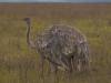 Ngorogoro Afrika Tansania