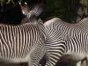 Zebra Afrika