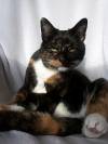 Katze 11
