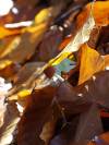 Herbst 11