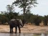 Elefant Khwai NP - Botswana - Afrika
