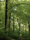 Wald Frühling 15