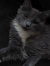 Katze 06