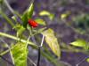 Piri Piri Chili - Sansibar Afrika