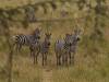 Tranagire NP Afrika Tansania Zebra