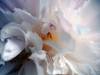 Blume Kamelie blumig 23