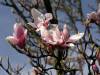 Magnolie Frühling 19