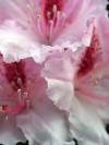Rhododendron Frühling 20
