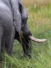 Elefant Khwai NP - Botswana - Afrika