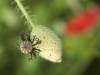 Mohnblume Sommer 17
