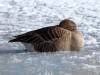 Graugans im Schnee Vogel