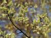 Weidenkätzchen Frühling 25