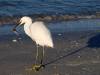 Schneereiher Vogel Florida USA