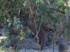 Manguste Moremi Nationalpark Botswana Afrika