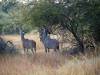 Antilopen Khwai NP - Botswana - Afrika