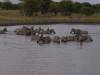 Tranagire NP Afrika Tansania Zebra