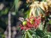 Flora und Fauna Namibia Afrika