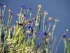 Sommer 20