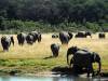 Elefant Hwange Nationalpark Simbabwe Afrika