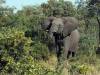 Elefant Chobe NP - Botswana - Afrika