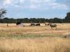 Hwange Zimbabwe Afrika