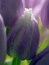 Tulpe blumig 22