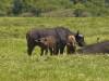 Arusha NP Afrika Tansania Büffelfamilie