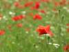 Mohnblume Sommer 03