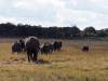 Elefant Hwange Nationalpark Simbabwe Afrika