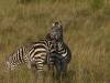 Serengeti NP Afrika Tansania
