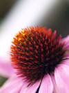 Echinacea blumig 09