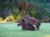 Warzenschweine Zimbabwe Afrika