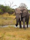 Elefant Khwai Nationalpark Botswana Afrika