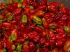 Chili Markt - Stone Town Sansibar Afrika