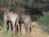 Giraffe Hwange Nationalpark Zimbabwe Afrika