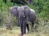 Elefant Khwai NP - Botswana - Afrika