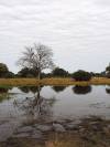 Khwai NP - Botswana - Afrika