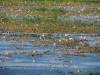 Seerosen im Chobe River Botswana