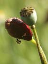 Mohnblume Sommer 15
