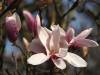 Magnolie Frühling 23