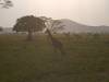 Serengeti NP Afrika Tansania