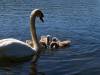 Schwan Familie Vogel