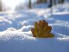 Schnee Winter 11