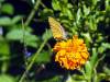 Schmetterling Zimbabwe Afrika